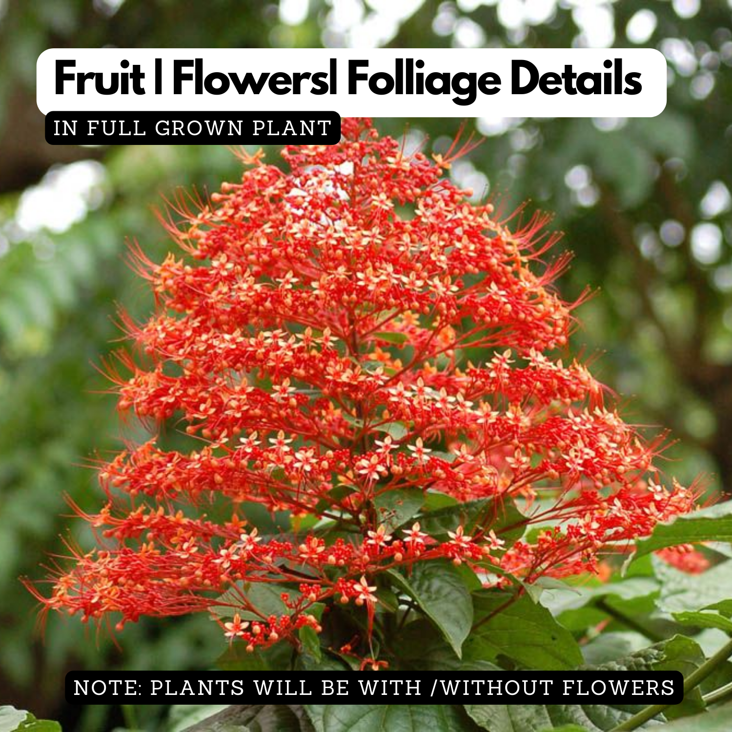 Hanuman Kireedam / Red Pagoda (Clerodendrum paniculatum) Flowering/Ornamental Live Plant (Home & Garden)