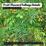 Sweet Ambazham / Ambarella (Grafted) (Spondias mombin) Fruit Live Plant (Home & Garden)