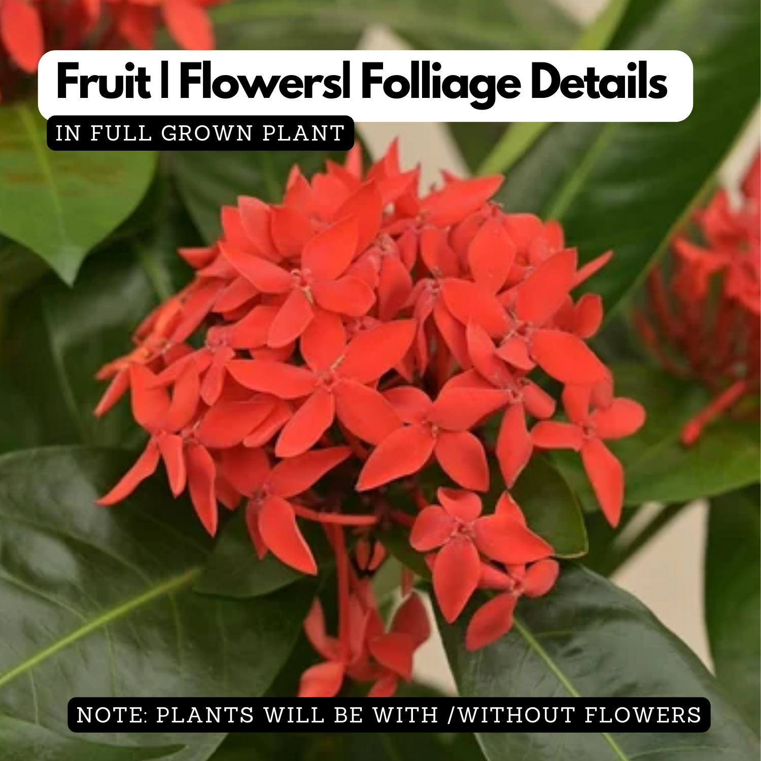 Red Ixora / Chuvanna Chethi (Ixora coccinea) Flowering/Ornamental Live ...