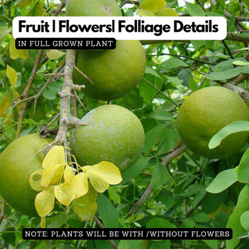 Bael Tree Bilva Patra Bel Patra Indian Bael Koovalam