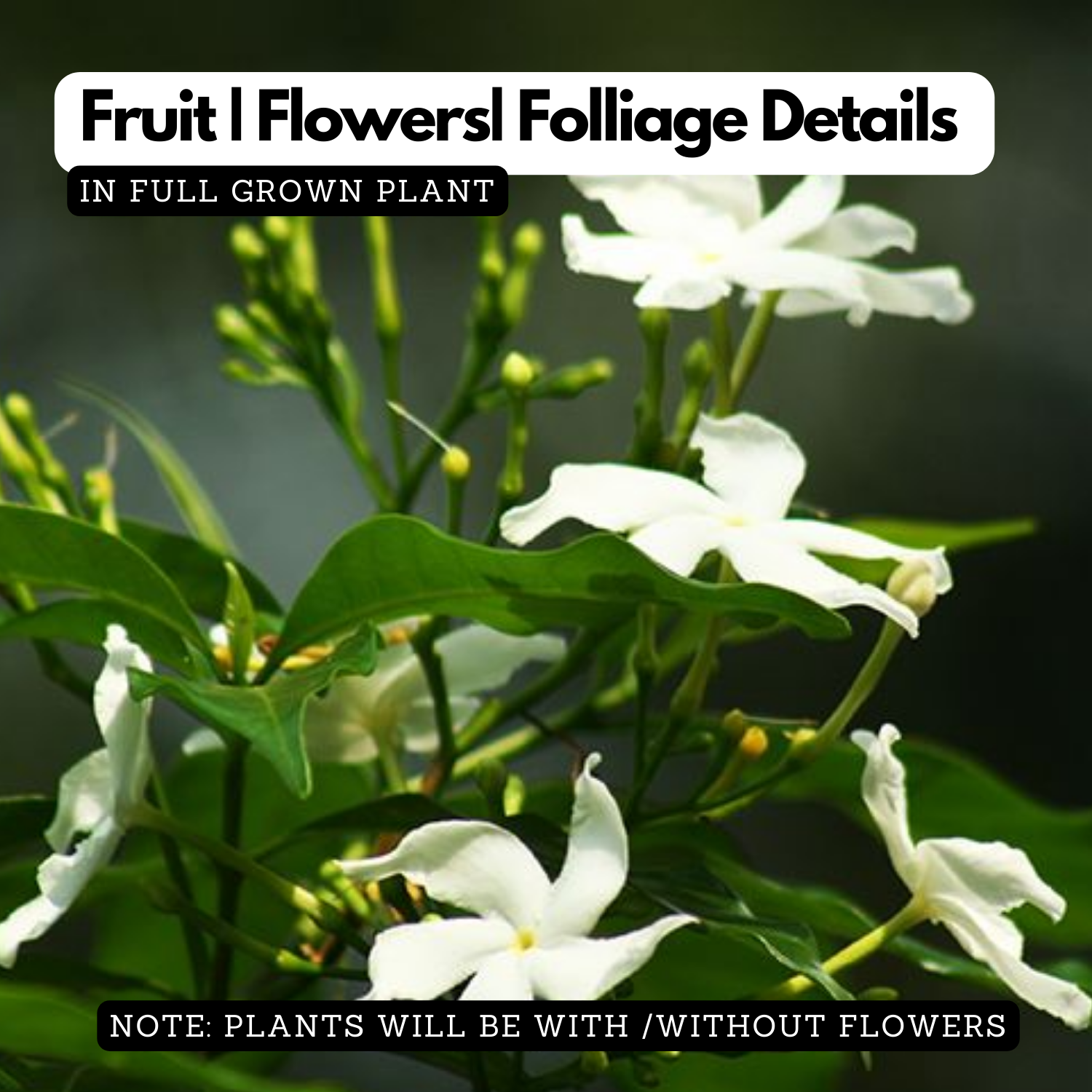 Nandyarvattam / Pinwheel Flower / Crape jasmine ( Tabernaemontana divaricata ) Flowering / Ornamental Live Plant (Home & Garden)