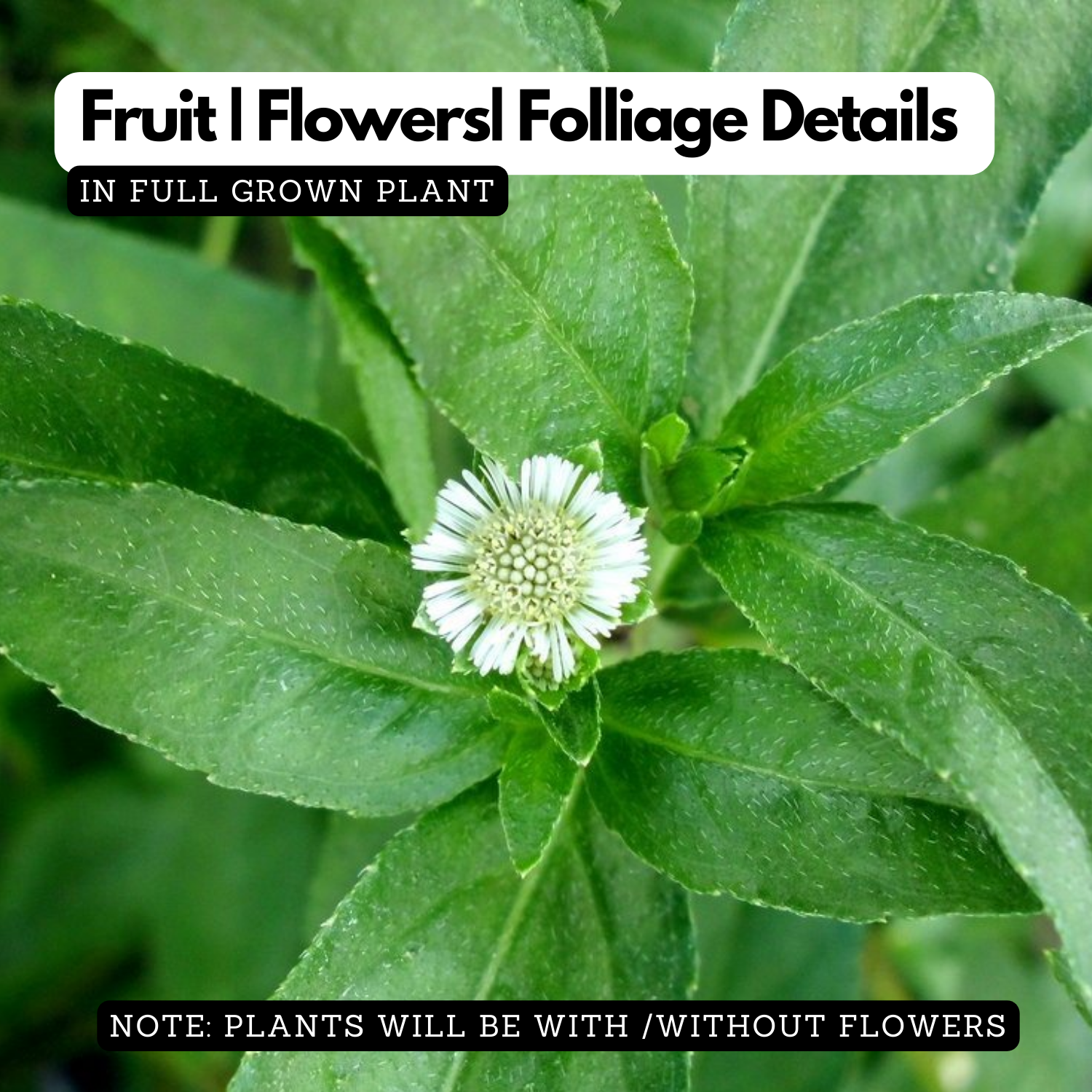 Bhringraj / False Daisy (Eclipta prostrata) Flowering/Ornamental/Medicinal/ Live Plant (Home & Garden)