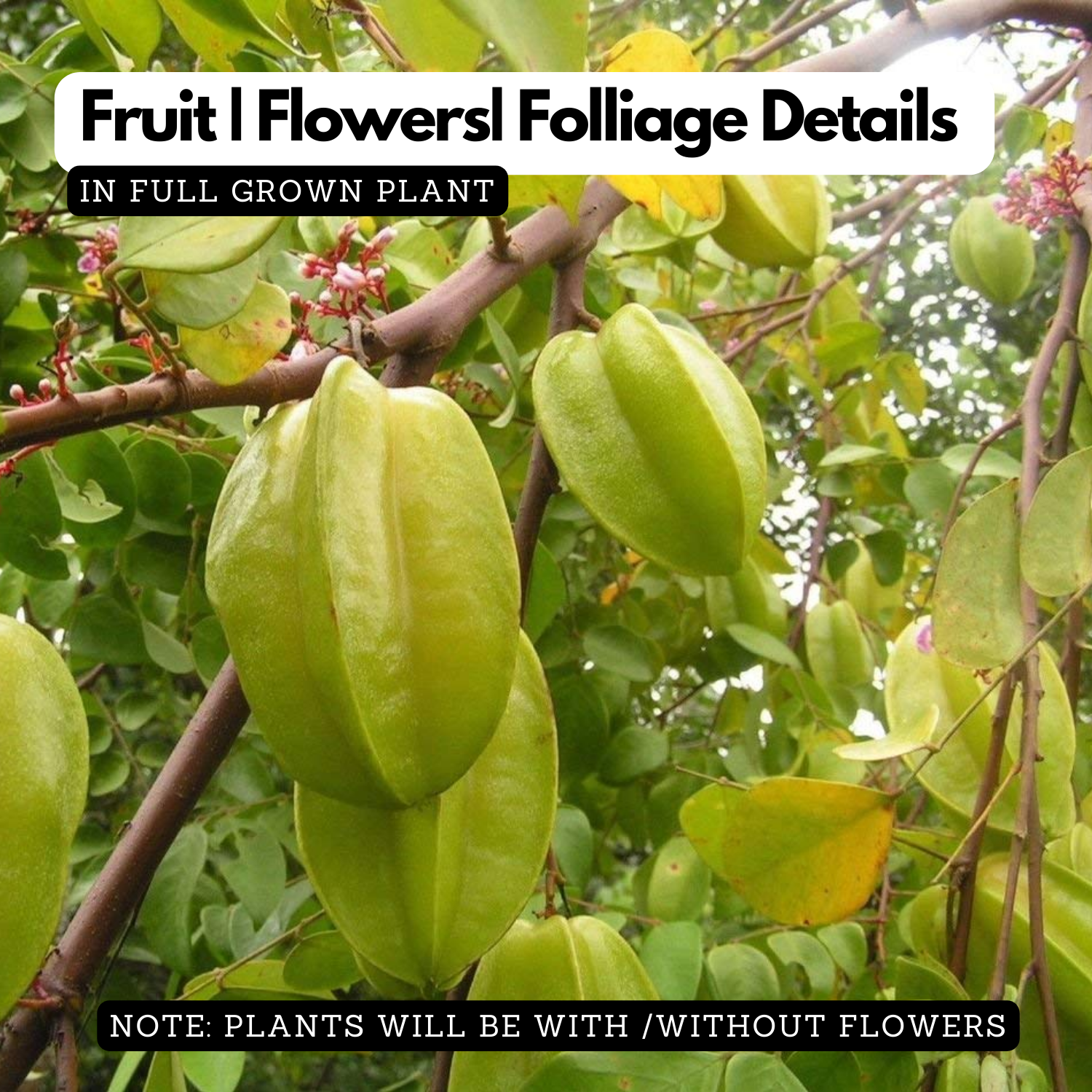 Star Fruit Grafted (Averrhoa carambola) Fruit Live Plant (Home & Garden)