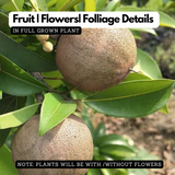 Kalapatti Sapota / Chikoo ( Sapodilla ) Grafted Fruit Live Plant (Home & Garden)