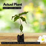 Peanut Butter (Bunchosia glandulifera) Seedling Fruit Live Plant (Home & Garden)