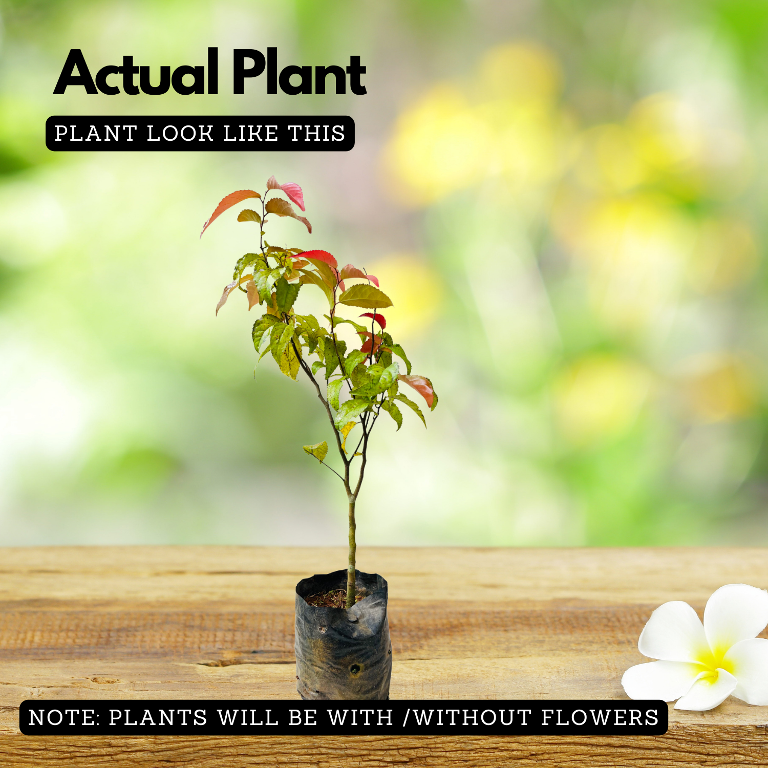 Luvikka / Lovlolika  Loovy / Indian Coffee Plum (Flacourtia jangomas) Fruit/Ornamental Live Plant (Home & Garden)