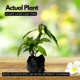 Ambala Chethi / Ixora Red (Ixora coccinea) Flowering/Ornamental Live Plant (Home & Garden)