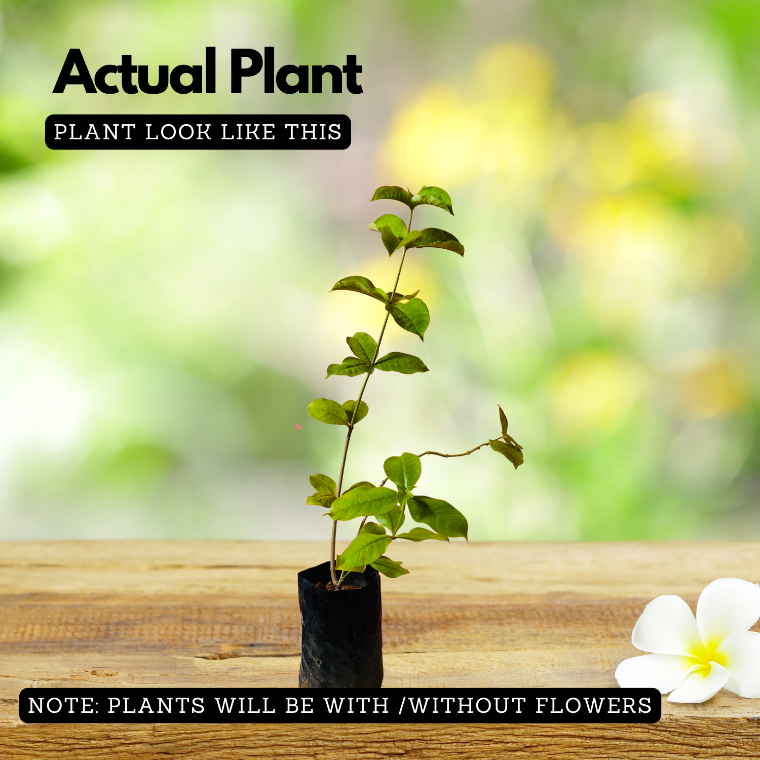 Allamanda Biscuit / Common Trumpet Vine (Allamanda cathartica) Flowering/Ornamental Live Plant (Home & Garden)