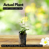 Thumba Plant (Leucas aspera) Flowering/Ornamental/Medicinal Live Plant (Home & Garden)