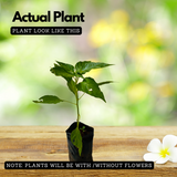 Bird's Eye Chilli / Kanthari (Capsicum annuum) Flowering/Ornamental Live Plant (Home & Garden)