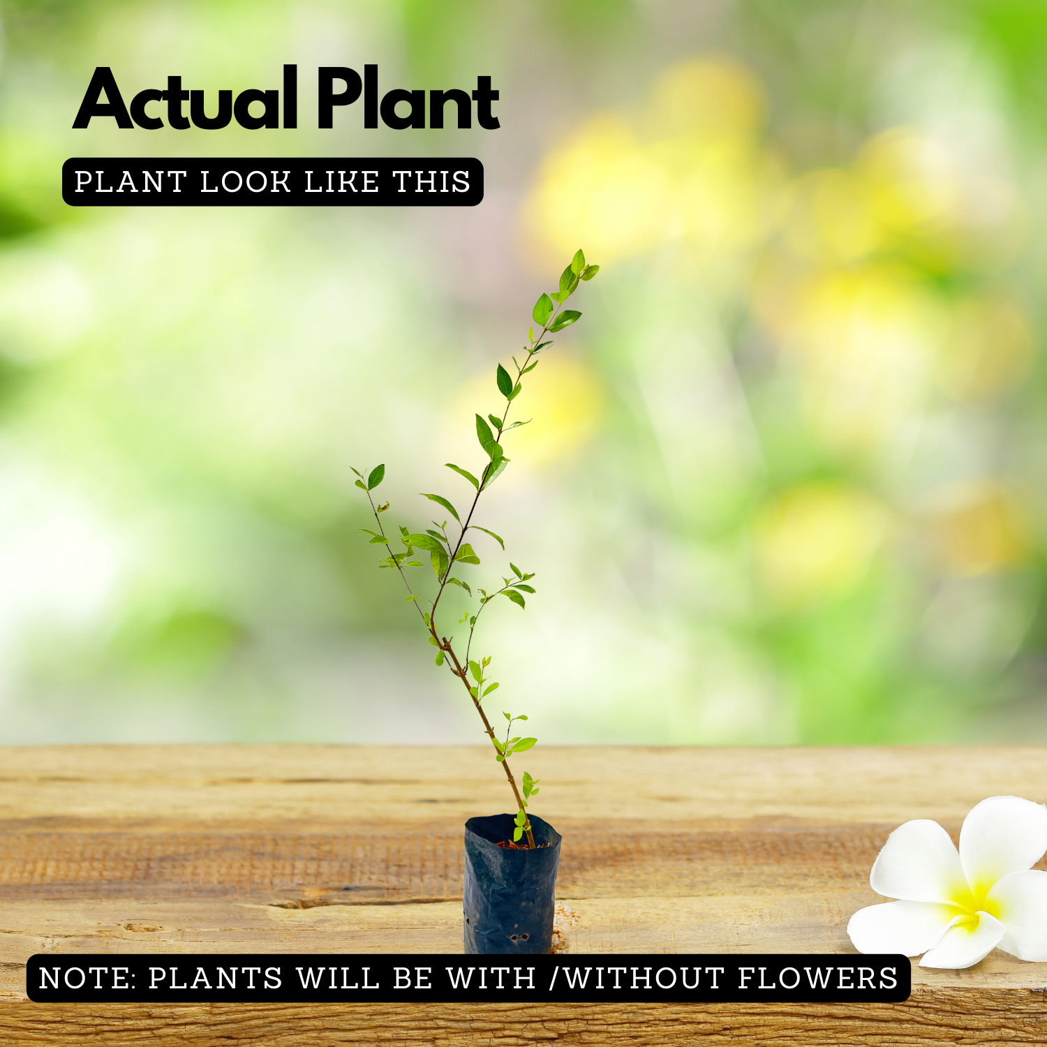 Henna Plant / Mylanchi (Lawsonia inermis) Ornamental Live Plant (Home & Garden)