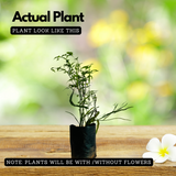 Pazhuthara Kolli | Centipede Plant | Ribbon Bush ( Homalocladium platycladum ) Ornamental/Medicinal/ Live Plant (Home & Garden)