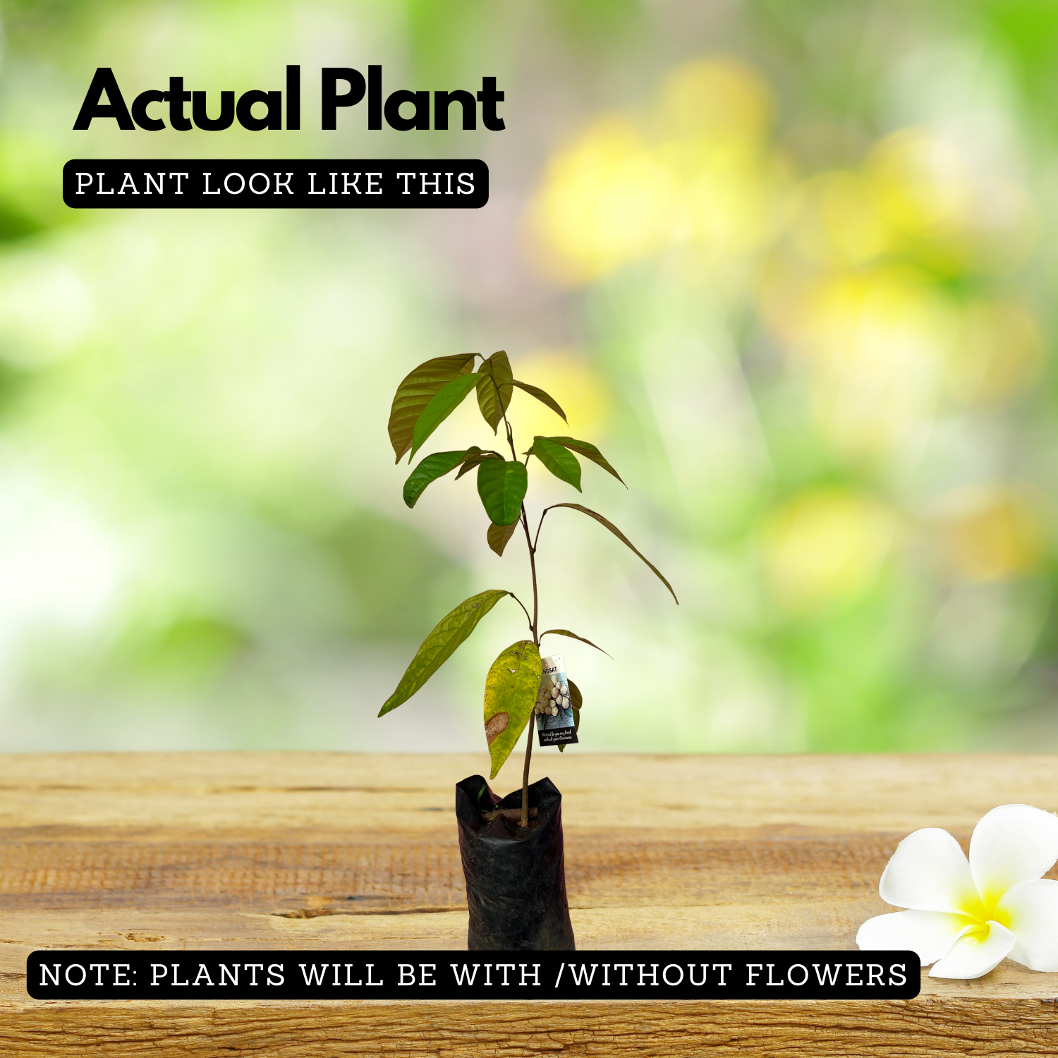 Langsat | Lanzones ( Lansium Domesticum ) Fruit Live Plant (Home & Garden)