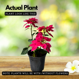 Pink Poinsettia / Christmas Flower (Euphorbia pulcherrima) Flowering/Ornamental Live Plant (Home & Garden)