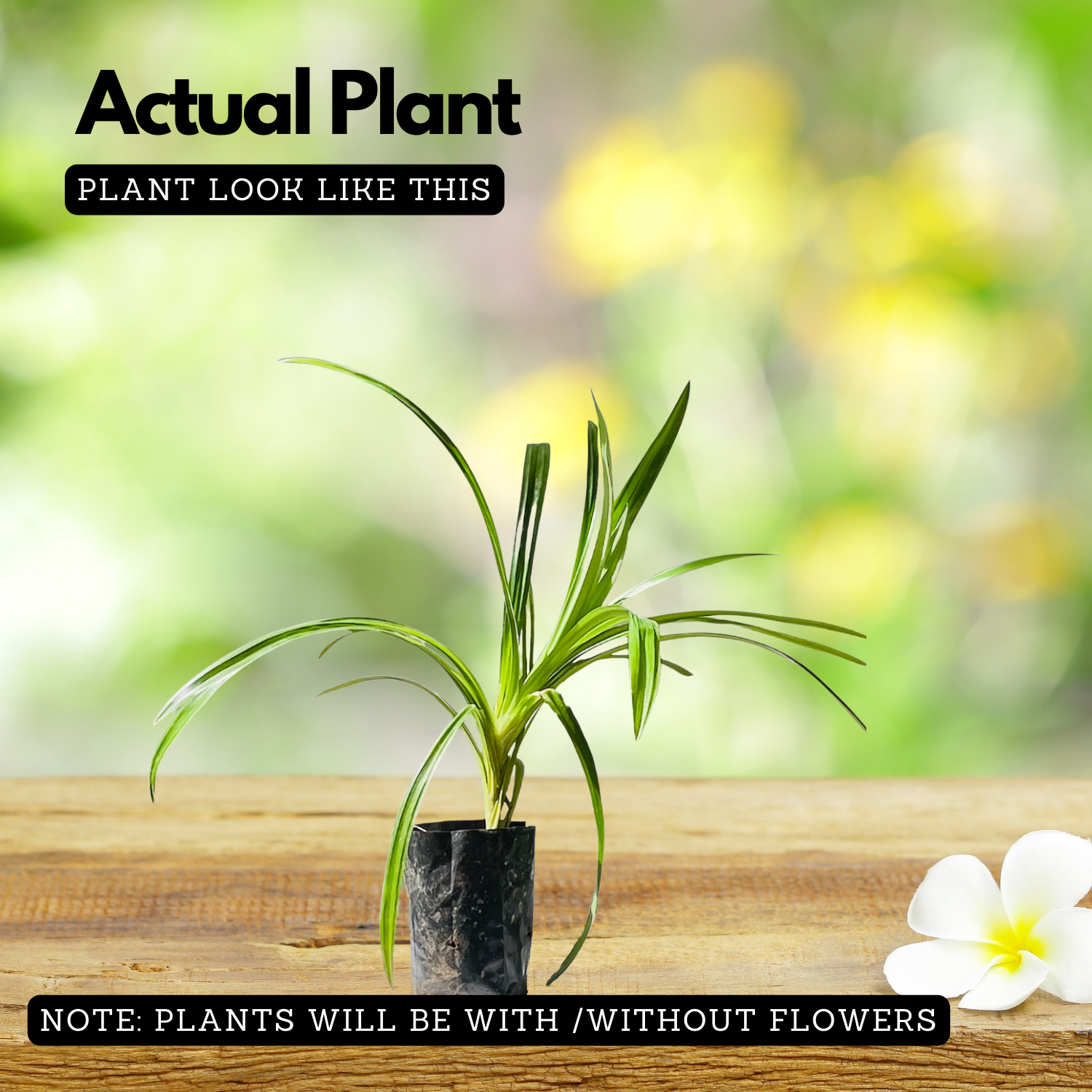 Biryani Leaf Plant / Pandan Plant / Rambha Plant /Basmati Plant (Pandanus amaryllifolius) Ornamental/Medicinal Live Plant (Home & Garden)