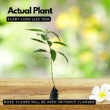 Adalodakam / Malabar nut (Justicia adhatoda) Flowering/Ornamental/Medicinal Live Plant (Home & Garden)