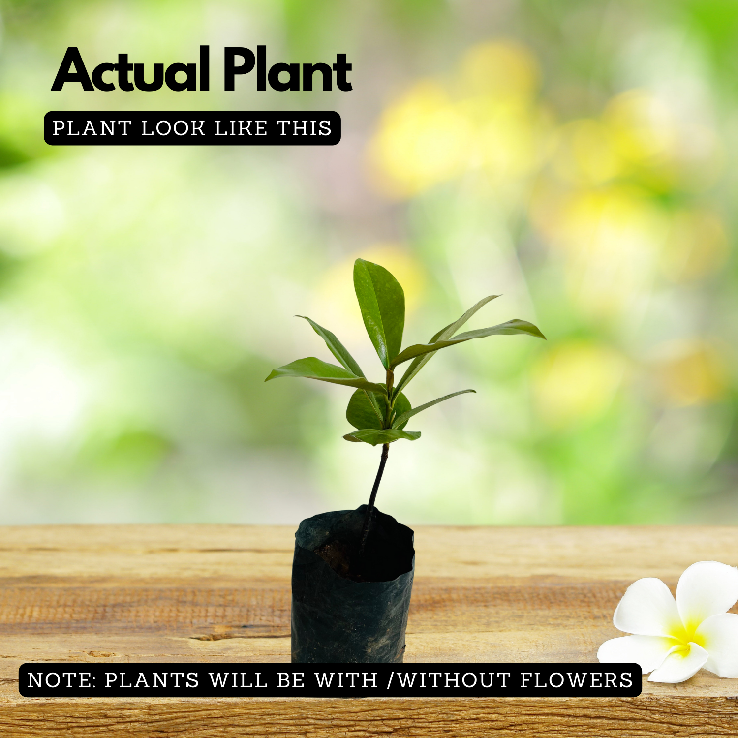Velvet Apple | Mabolo tree ( Diospyros Blancoi ) Fruit Live Plant (Home & Garden)