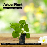 Chuma Koorka / Iruveli (Coleus Zeylanicus) Medicinal Live Plant (Home & Garden)