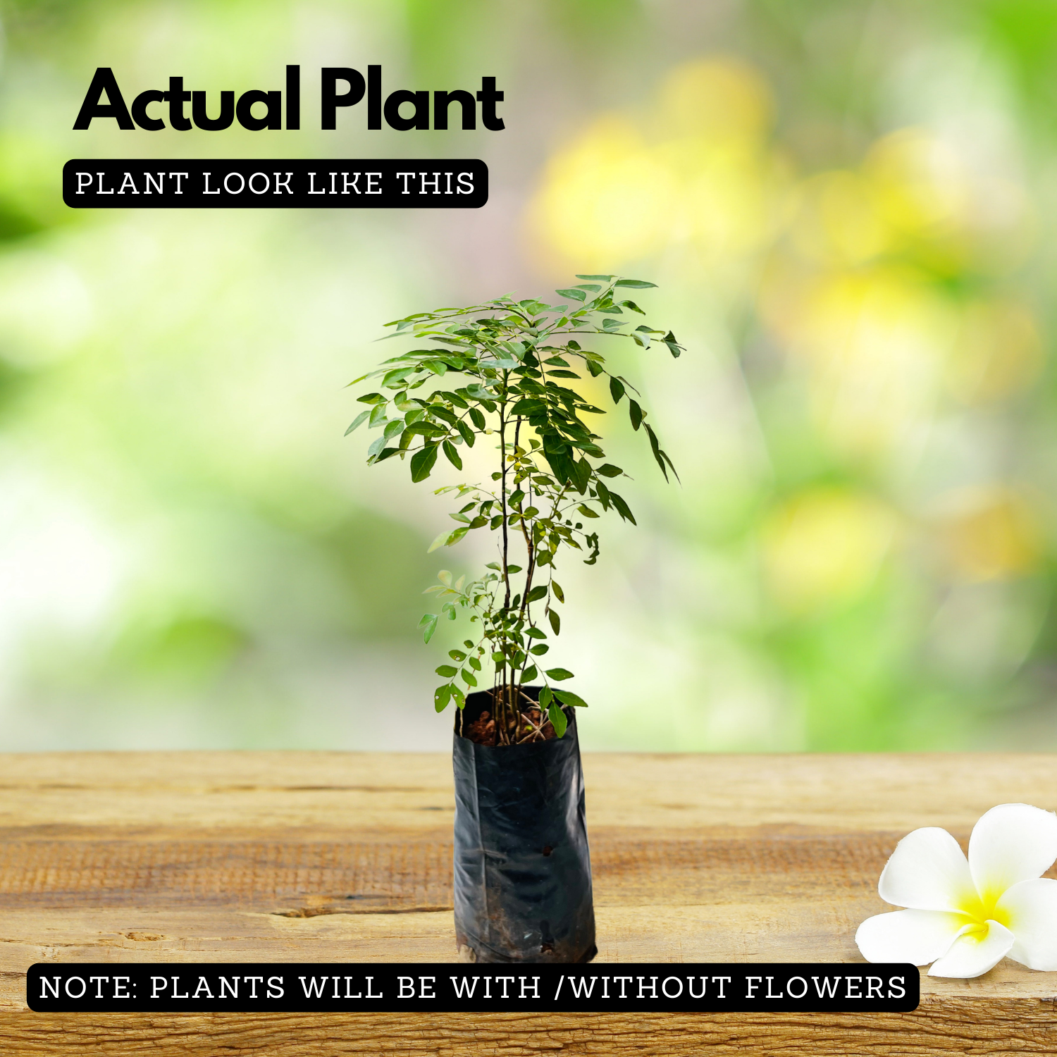 Curry Leaves / Curry Veppu (Murraya koenigii) Ornamental/Medicinal Live Plant (Home & Garden)