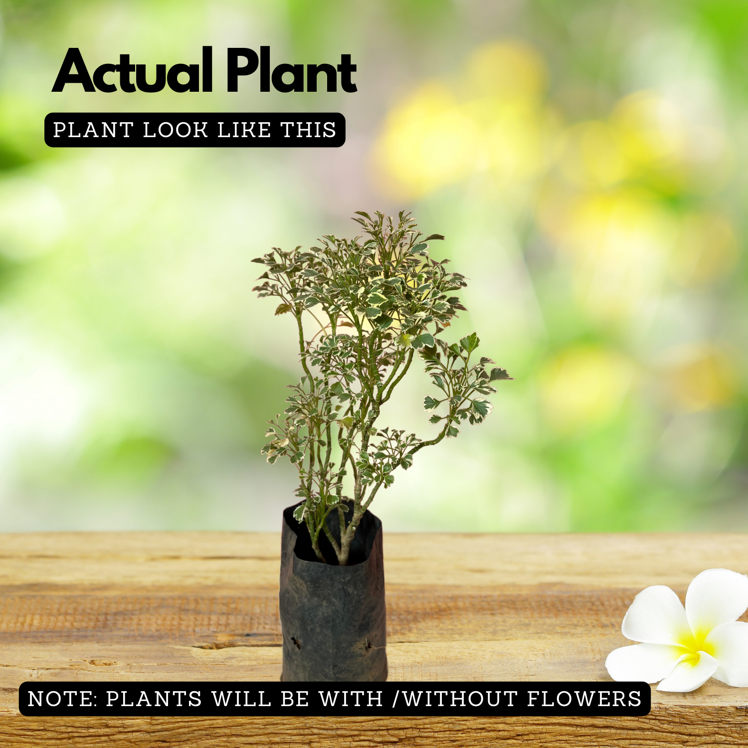 Aralia Variegated ( Polyscias fruticosa ) Ornamental Live Plant (Home & Garden)