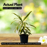 Song Of India / Pleomele (Dracaena reflexa) Flowering/Ornamental Live Plant (Home & Garden)