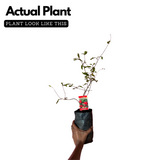 Pomegranate / Mathalam (Layered) (Punica granatum) Fruit Live Plant (H ...