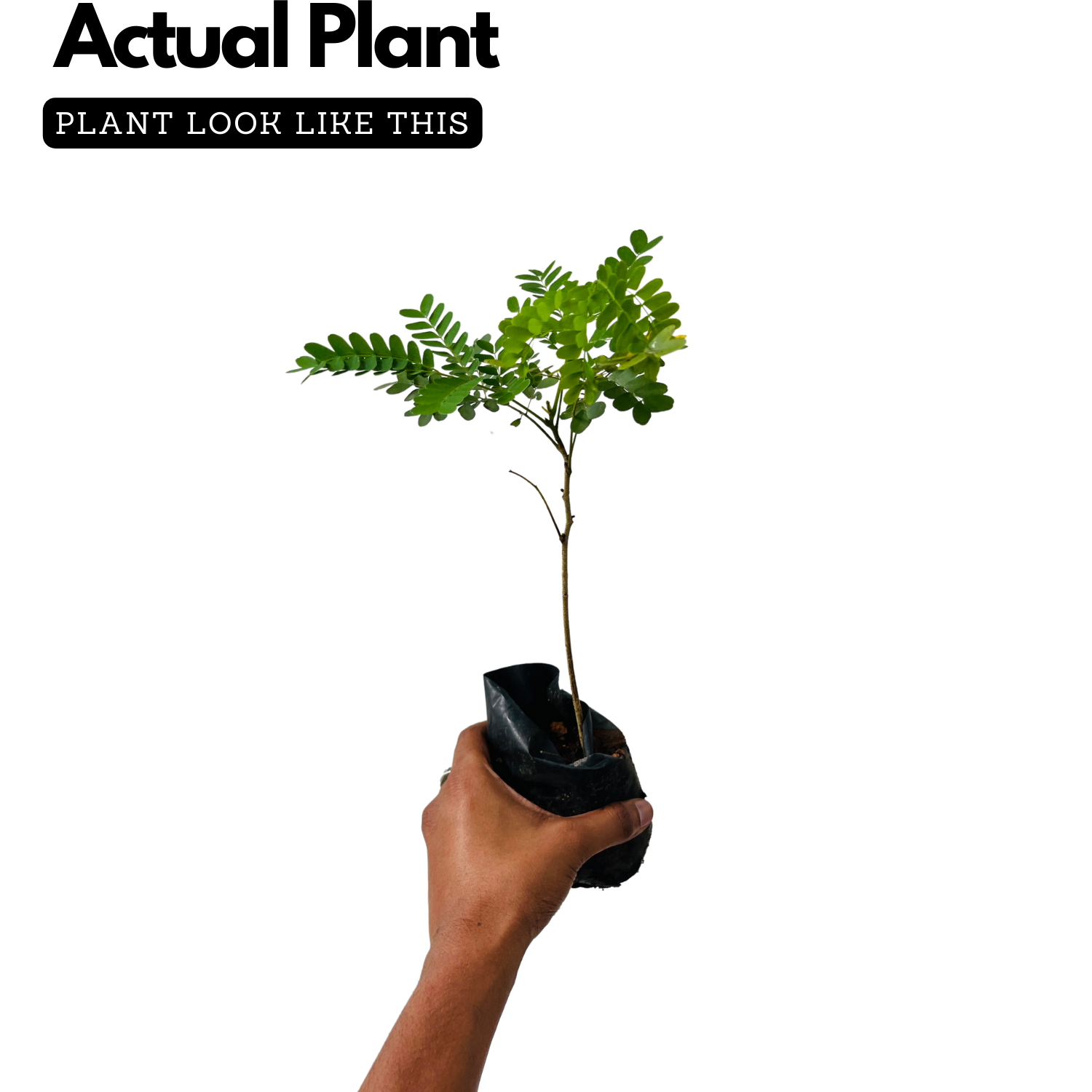 Pathimugam / Biancaea Sappan / Sappanwood (Caesalpinia Sappan) Floweri ...
