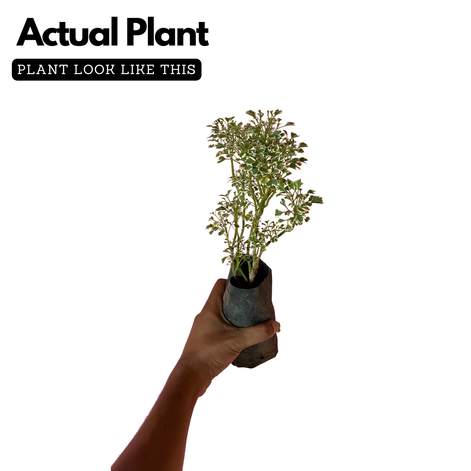 Aralia Variegated ( Polyscias fruticosa ) Ornamental Live Plant (Home & Garden)