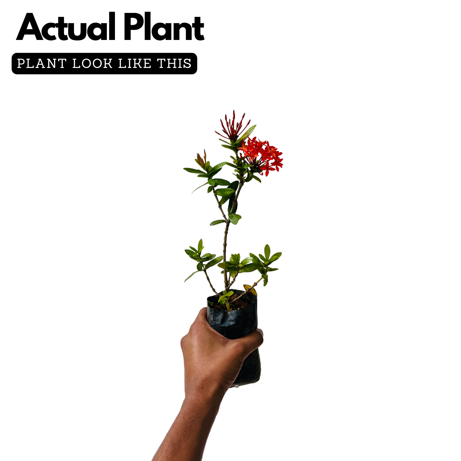 Red Ixora / Chuvanna Chethi (Ixora coccinea) Flowering/Ornamental Live Plant (Home & Garden)