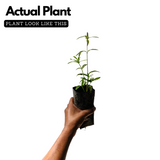 Thumba Plant (Leucas aspera) Flowering/Ornamental/Medicinal Live Plant (Home & Garden)
