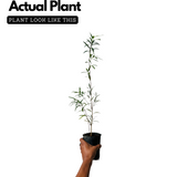 Bottle Brush (Callistemon Citrinus) Flowering/Ornamental Live Plant (Home & Garden)