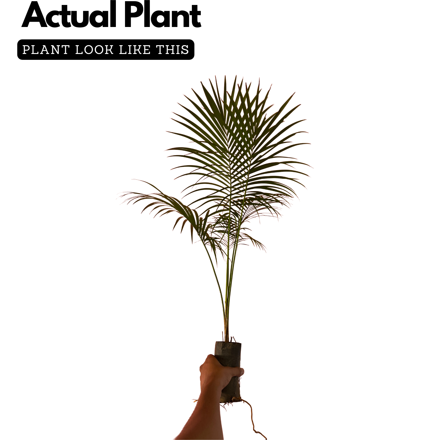 Sayagra Palm Plant (Syagrus romanzoffiana) Ornamental Live Plant (Home & Garden)