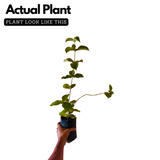 Allamanda Biscuit / Common Trumpet Vine (Allamanda cathartica) Flowering/Ornamental Live Plant (Home & Garden)