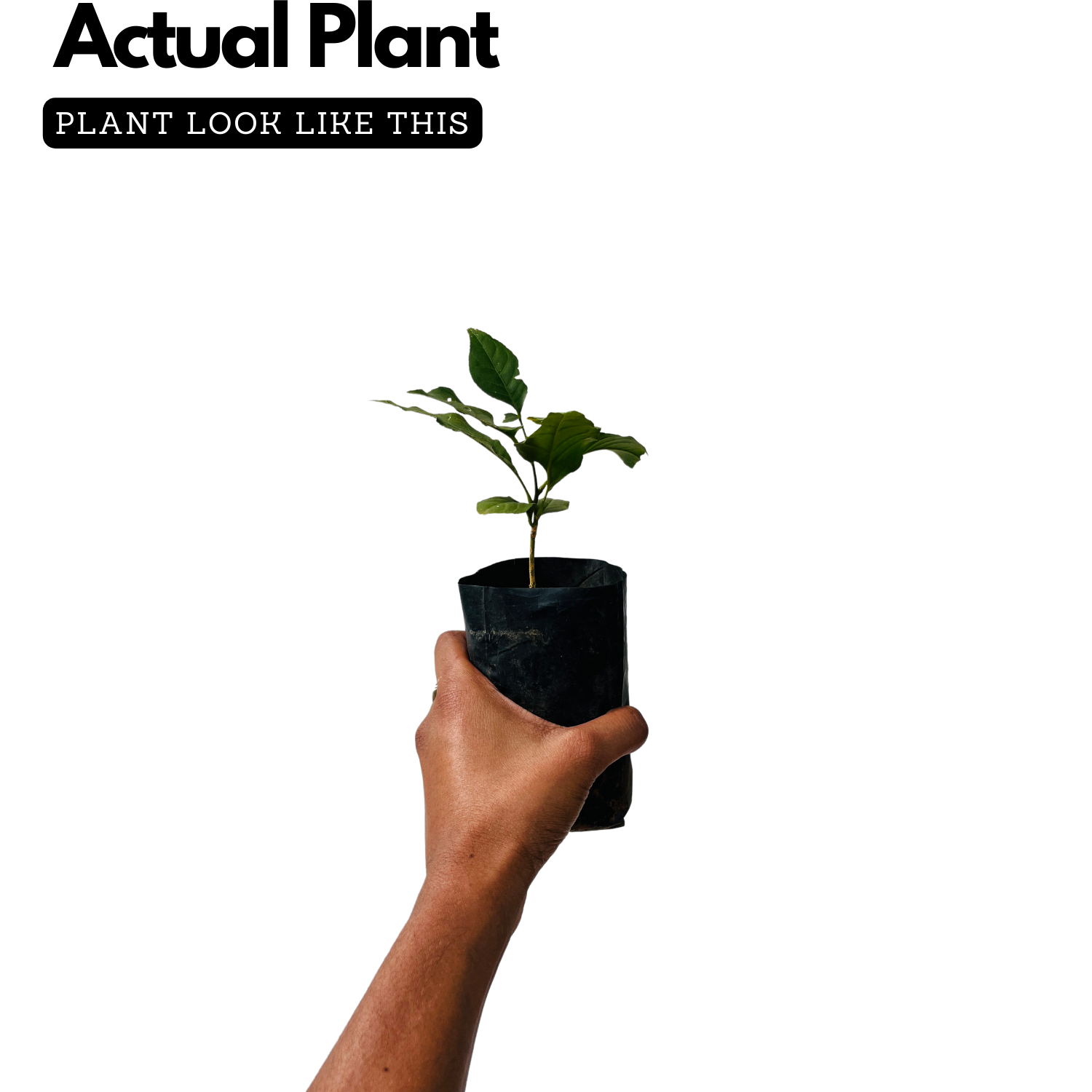 Bilva plant for sale deals