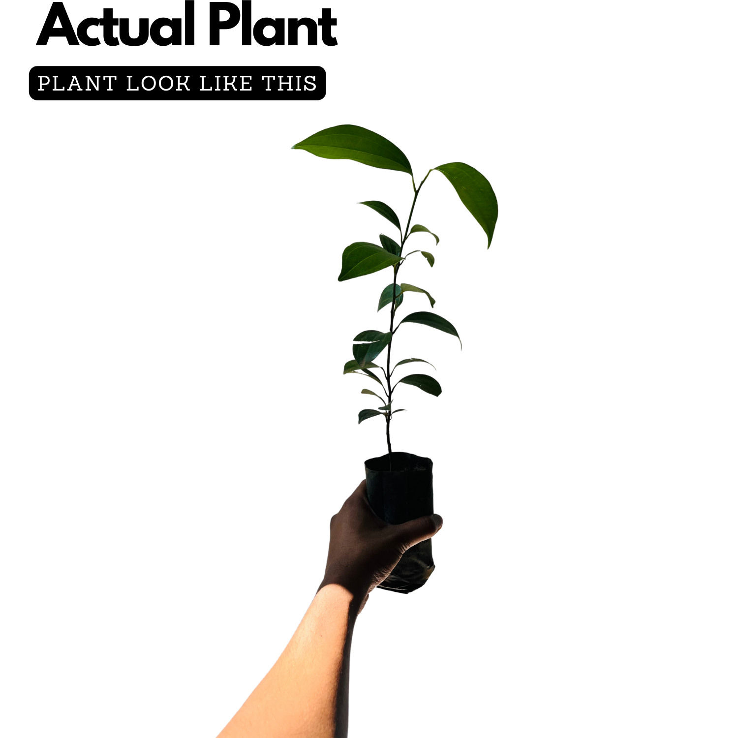 True Cinnamon Plant / Bay Leaf (Cinnamomum verum) Ornamental/Medicinal Live Plant (Home & Garden)