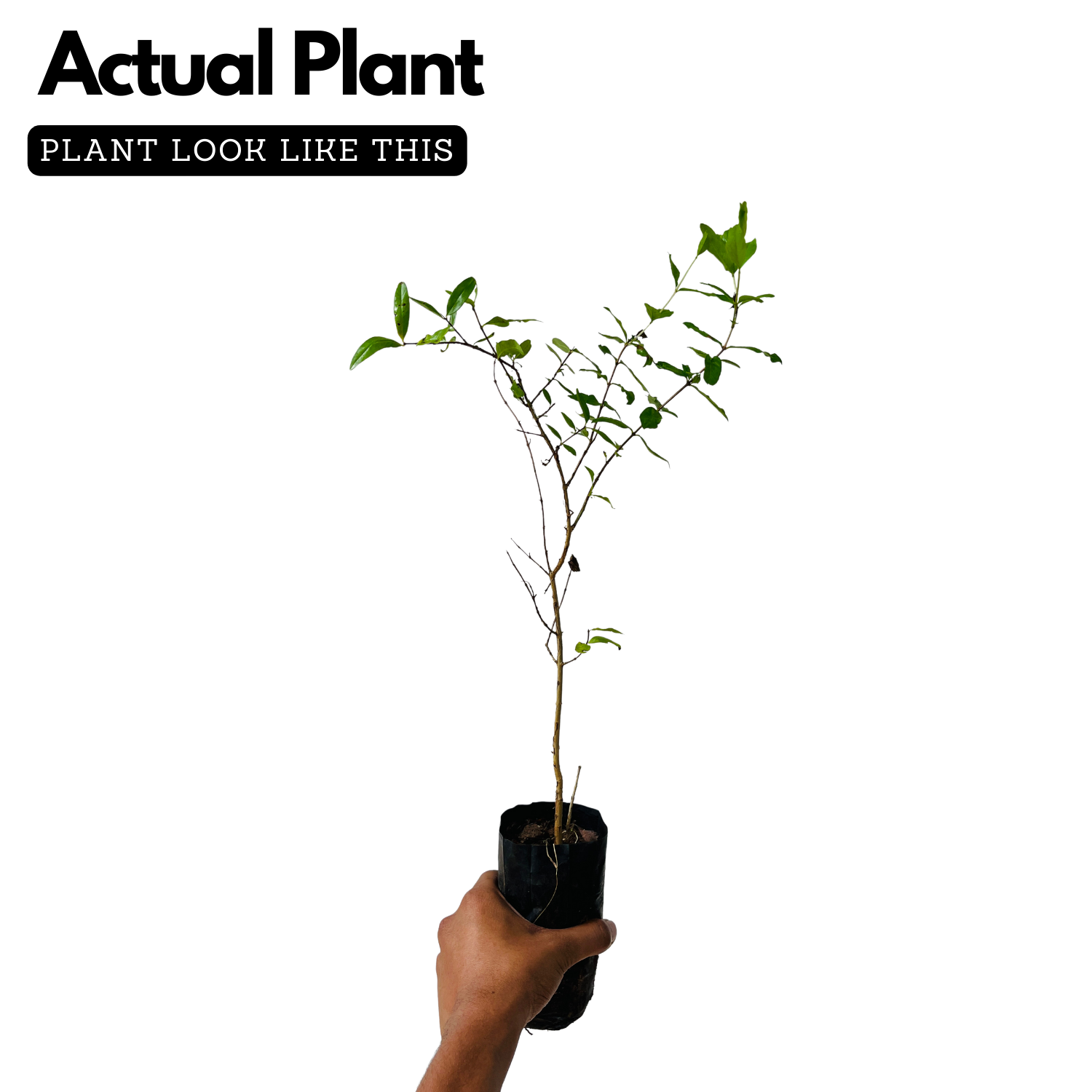 Pomegranate / Mathalam (Punica granatum) Fruit Live Plant (Home & Gard ...