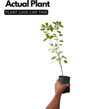 Tulsi Plant / Holy Basil (Ocimum tenuiflorum) Ornamental/Medicinal/ Live Plant (Home & Garden)