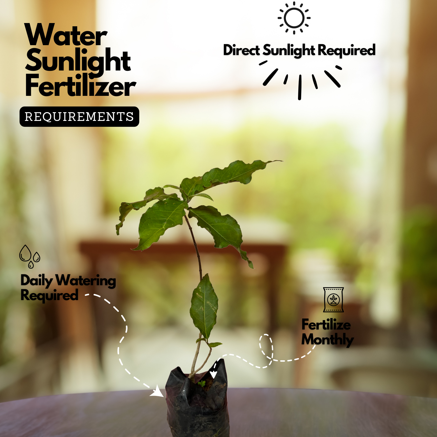 Peanut Butter (Bunchosia glandulifera) Seedling Fruit Live Plant (Home & Garden)