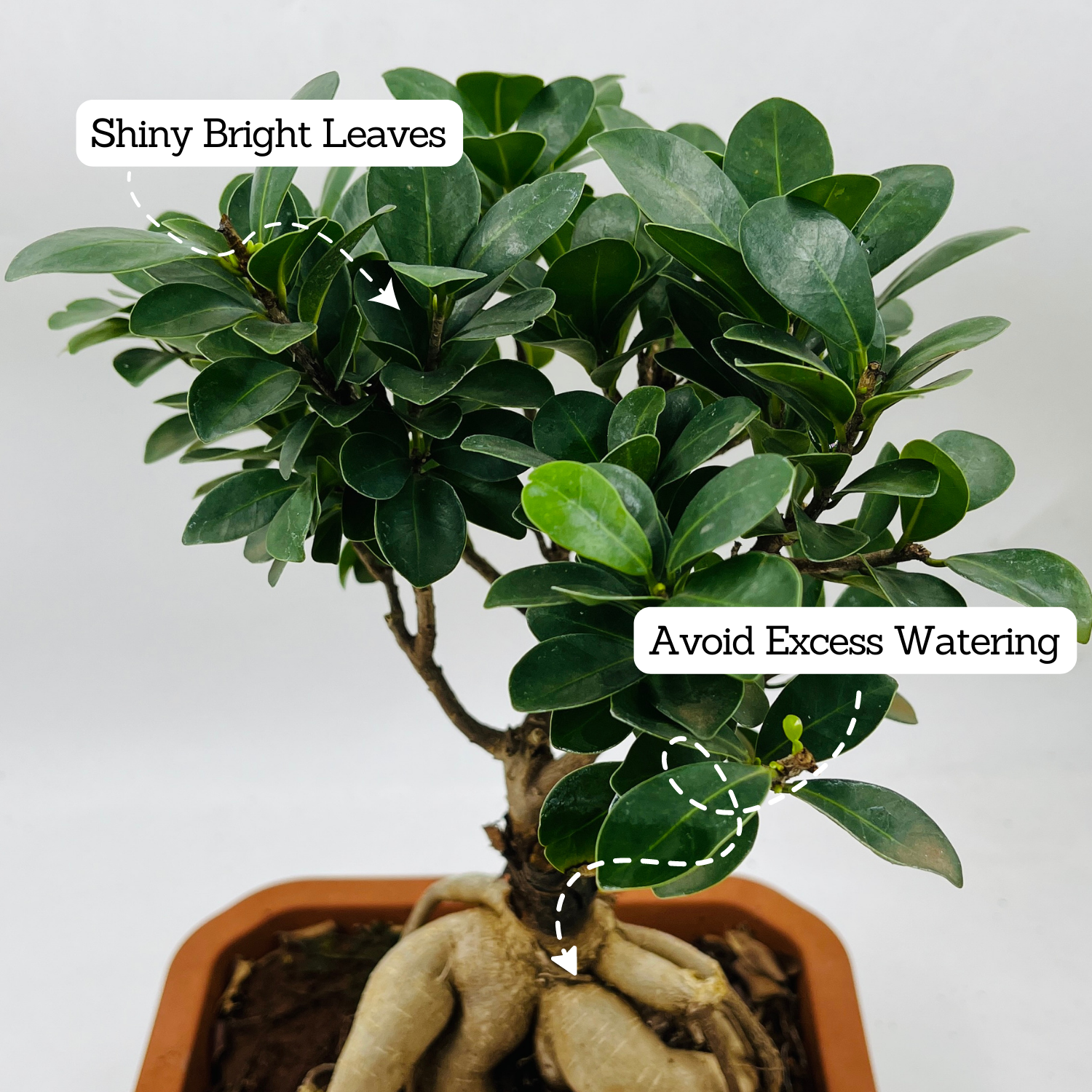 Bonsai Ficus (Grafted - Ficus retusa)- Live Plant in 16cm Pot (Home & Graden)