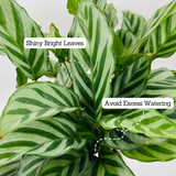 Calathea Freddie / Peacock Plant- Live Plant (Home & Graden)