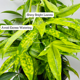 Dracaena Golden Milky / Milky Bamboo Hanging Plant With Pot