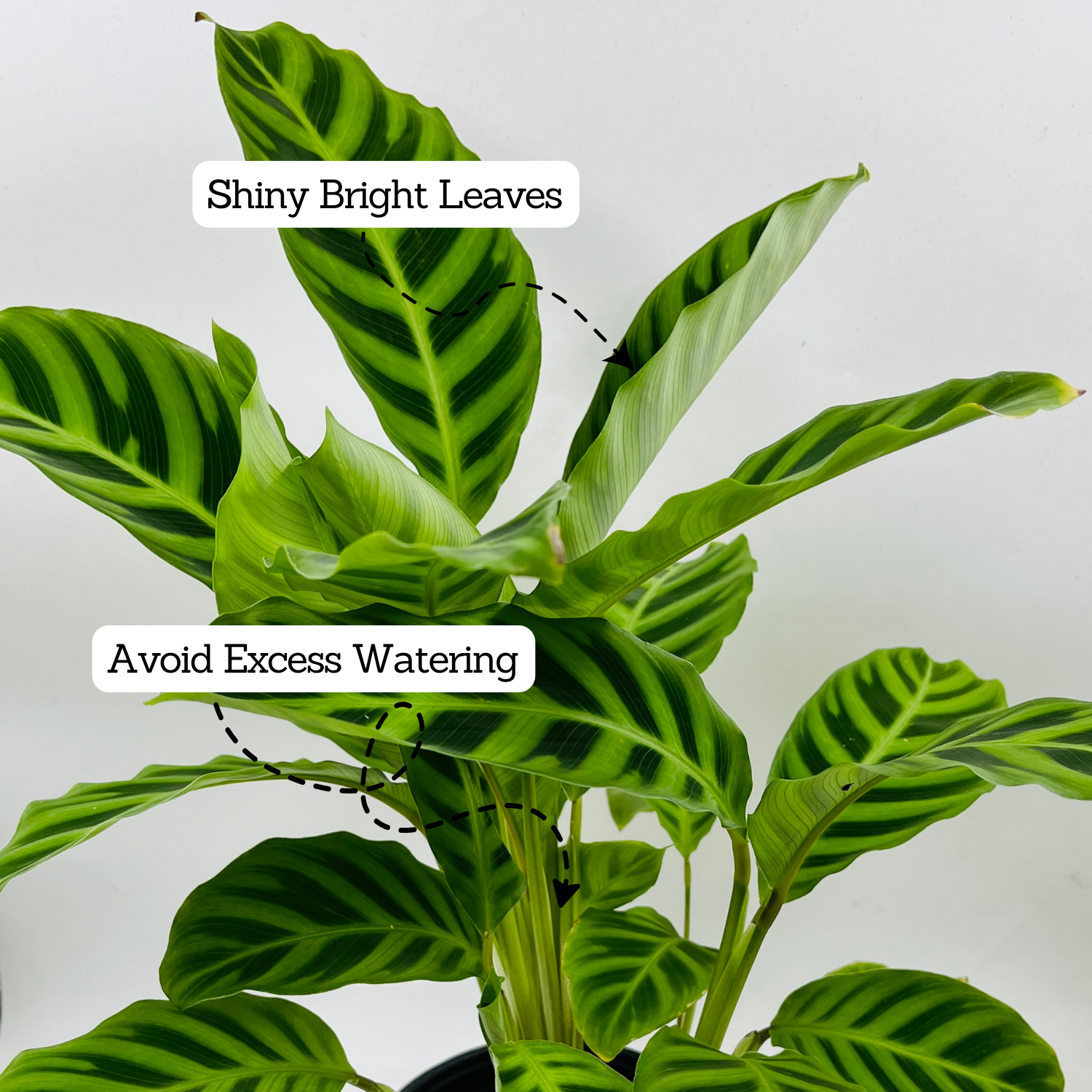 Calathea Zebrina / Zebra Plant - Live Plant (Home & Graden)