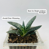 Gasteria Obliqua | Gasteria Bicolor Succulent Plant - Live Plant (Home & Garden)