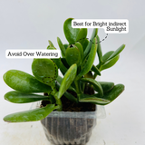 Crassula Ovata | Jade Plant (Opuntia microdasys)- Live Plant (Home & Garden)
