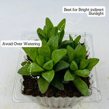 Small Haworthia Cymbiformis Plant- Live Succulent Plant (Home & Garden)