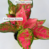 Aglaonema Anjuman Red- Live Plant (Home & Garden)