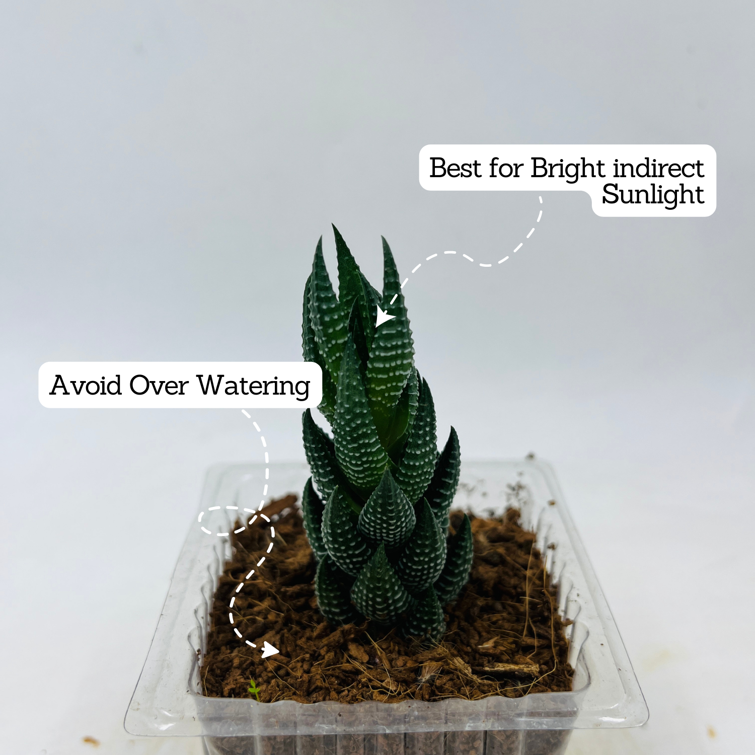 Zebra Haworthia Cone | Haworthia Attenuata - Live Plant (Home & Garden)