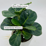 Fiddle-Leaf Fig Small (Ficus Lyrata) - Live Plant (Home & Graden)