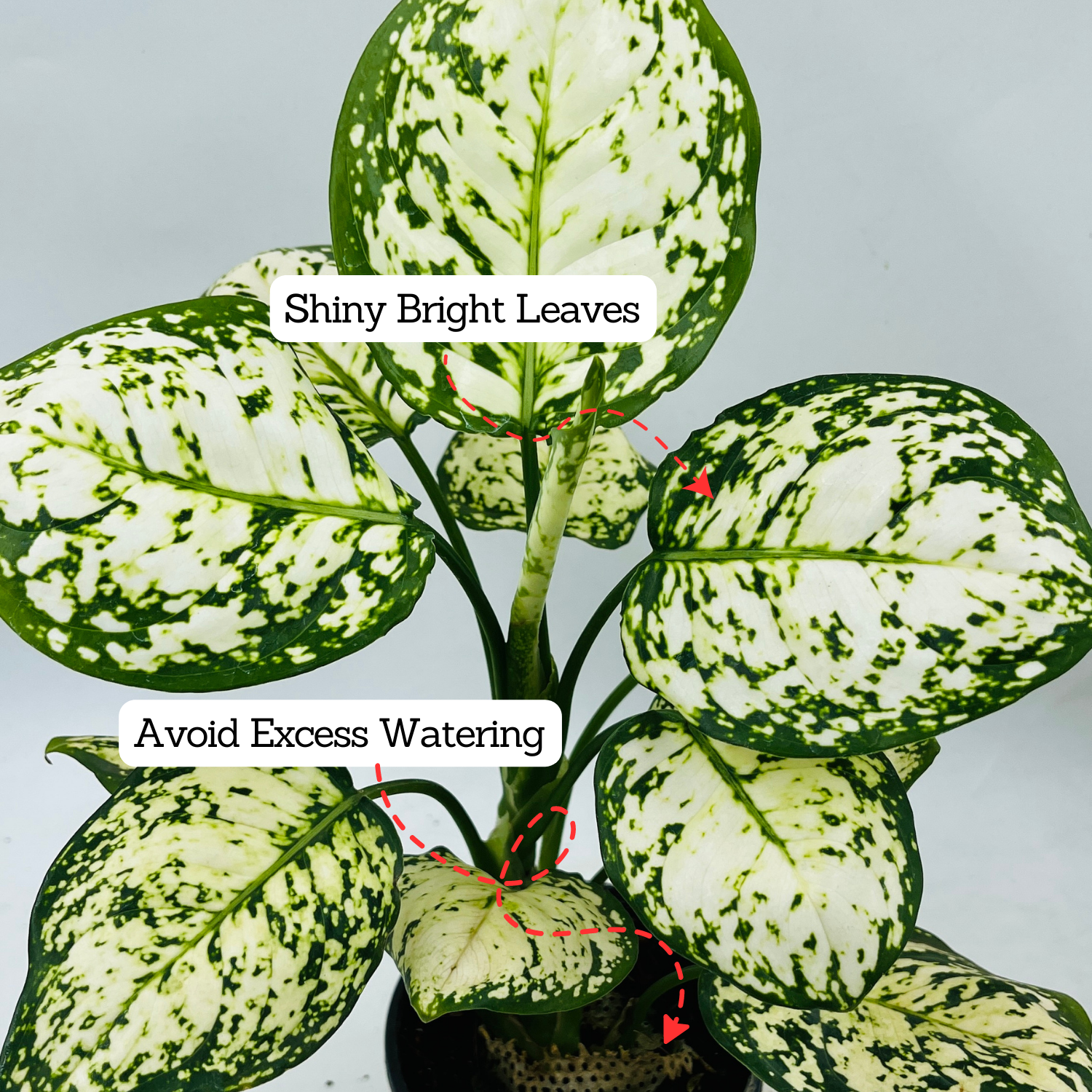 Aglaonema Super White - Live Plant  (Home & Garden)