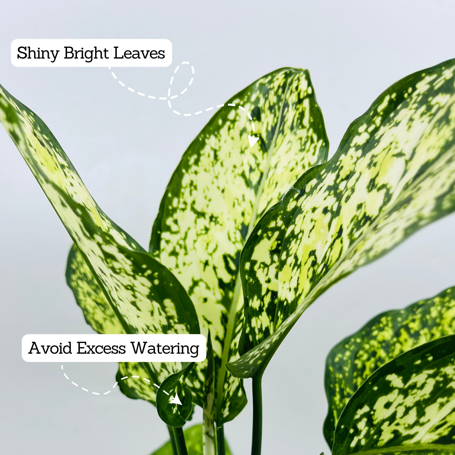 Aglaonema Snow White (Aglaonema Costatum)- Live Plant  (Home & Garden)